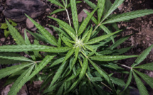 Saisie record à Roubaix de 8.000 pieds de cannabis cultivés en intérieur