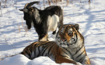En Russie, mort d'un bouc devenu le meilleur ami d'un tigre
