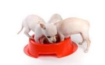 Poulet cajun, muffin... des petits plats maison pour les chiens