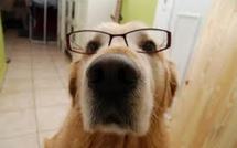 "Y'a pas pire animal": un divertissement sur de drôles de bêtes