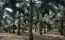 Indonésie: un producteur d'huile de palme soupçonné d'avoir commandité le meurtre de deux journalistes