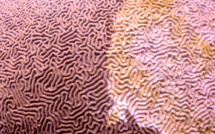 Les coraux des Caraïbes en danger de mort