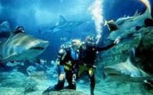 Melbourne: Attaquée par un requin en plein aquarium