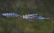 Japon: des tambours pour réveiller l'appétit sexuel d'alligators alanguis