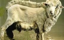 La tonte des moutons aux Jeux Olympiques, la Nouvelle-Zélande en rêve