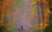 Aisne: une femme enceinte tuée dans une attaque de chiens