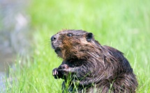 GB: les castors appelés à la rescousse contre les inondations