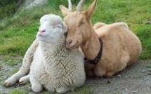 Des animaux, "tondeuses du futur", pour entretenir les espaces verts