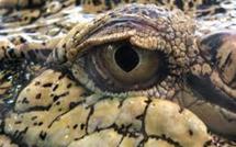 Le crocodile cubain du pape, "ambassadeur de la défense de l'environnement"