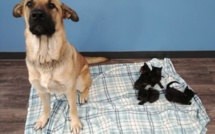 Au Canada, un chien errant sauve du froid des chatons abandonnés