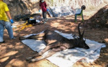 En Thaïlande un cerf sauvage découvert mort avec l'estomac plein de plastiques