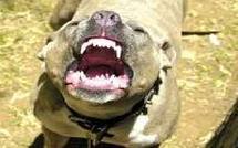 Racisme canin : un couple de Christchurch condamné pour agressions asianophobes en série