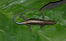 Disparition inquiétante de deux espèces de lézards communs aux îles Hawaii