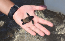 Sur une île tunisienne, une initiative inédite pour aider à protéger les tortues