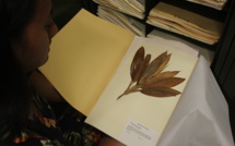 Herbier de Polynésie, un trésor insoupçonné
