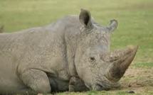 Mystérieuse hécatombe parmi les rhinocéros blancs du zoo de Sydney