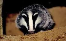 "Vive le blaireau!", au secours d'une espèce menacée méconnue