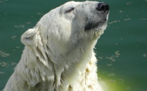 Russie: un ours blanc peinturluré alarme les scientifiques