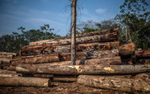Brésil: des multinationales américaines complices de la déforestation, selon Greenpeace