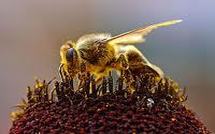 Etude sur les dangers du Cruiser pour les abeilles: écologistes et apiculteurs applaudissent