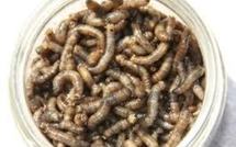 Sachet de noix et fruits secs offerts par Qantas grouillaient d'asticots