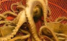 Etouffée par un poulpe vivant: le crime était presque parfait en Corée du Sud