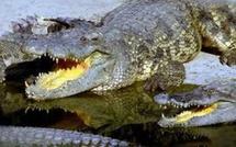 Les crocodiles se déchaînent en Australie