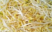 Cancer du sein: le soja jugé dangereux pour certaines femmes (étude)