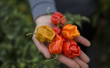 Sous la neige en Serbie, les piments les plus forts du monde