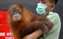 Bali: le bébé orang-outan caché dans une valise retourne dans la nature
