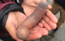 Pêche miraculeuse: des "poissons pénis" apparaissent sur une plage californienne