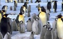 Antarctique: les manchots empereurs deux fois plus nombreux qu'estimé