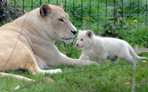 Succès de la collecte pour acheter un zoo et libérer les animaux