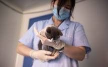 Nouvelle voie d'accès post-bac pour les études de vétérinaire