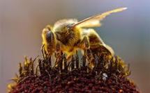 L'abeille capable de manipuler des idées abstraites, comme les mammifères