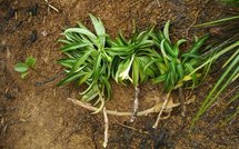 Tiare Apetahi : Accroissement des dégradations