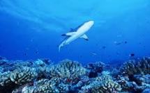 Le nombre de requins de récif dans le Pacifique en forte baisse