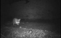 Dans le Gers, maître renard, par la boule alléché...