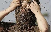 Hongrie: des abeilles sèment la panique lors d'une grande randonnée