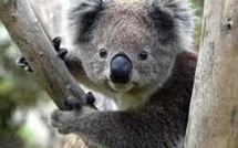 Le koala classé parmi les espèces vulnérables en Australie