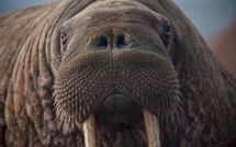 Les Vikings du Groenland victimes d'avoir trop chassé le morse