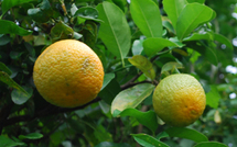 Propriétés médicinales et vertus magiques de l'Orange de Tahiti