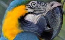 Un perroquet égaré explique son adresse à la police japonaise