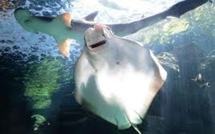 Un banc de requins s'approche des côtes en Nouvelle-Calédonie