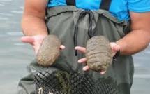 L’holothurie, ou la bêche-de-mer suscite toutes les convoitises