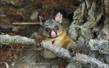 "Faire le possum": le jeu bête qui inquiète la police de Nouvelle-Zélande