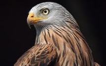 Plus de 30 milans royaux morts empoisonnés depuis l'automne 2011 selon la LPO