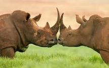 Les derniers rhinocéros d'Afrique menacés par l'explosion du braconnage