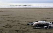 Pérou: alerte sanitaire après la mort mystérieuse de centaines de dauphins et de pélicans