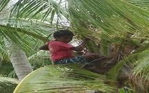 A Fidji, les adolescents grimpent aux cocotiers, mais préfèreraient l'école